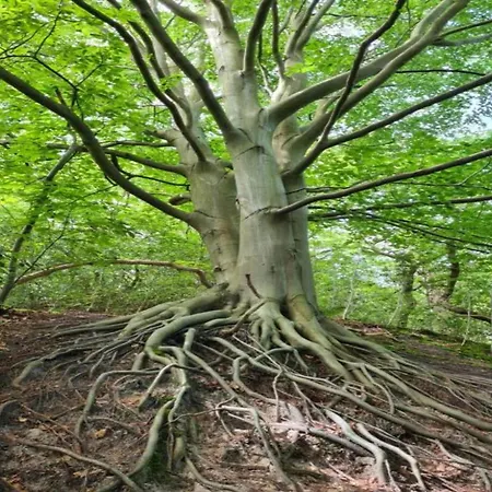 Vakantiehuis In Near Dunes Schoorl