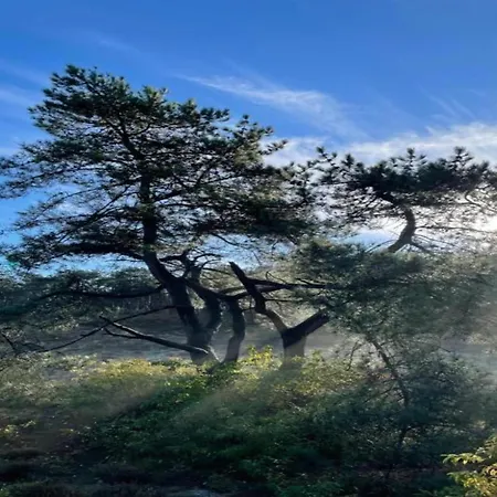 In Near Dunes * Schoorl